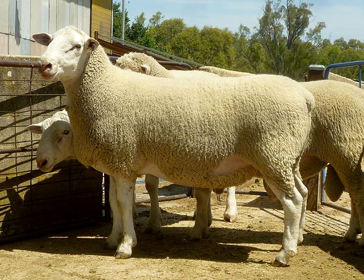 Суффолк овцы фото и описание